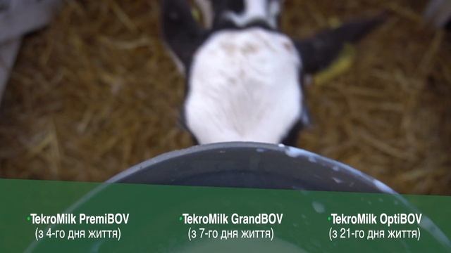 Чем Кормить Телят для БЫСТРОГО РОСТА Сухое Молоко для Телят ЗЦМ смотреть онлайн