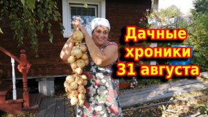 Дачные хроники 31 августа. Капуста, картошка и урожай