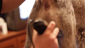 косметическая стрижка шнауцера перед выставкой