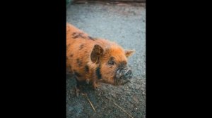 Мини-пиги (карликовые свинки). Описание. Уход, содержание.