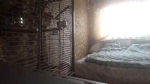 Попугай Лори разговаривает.