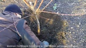 Посадка персика