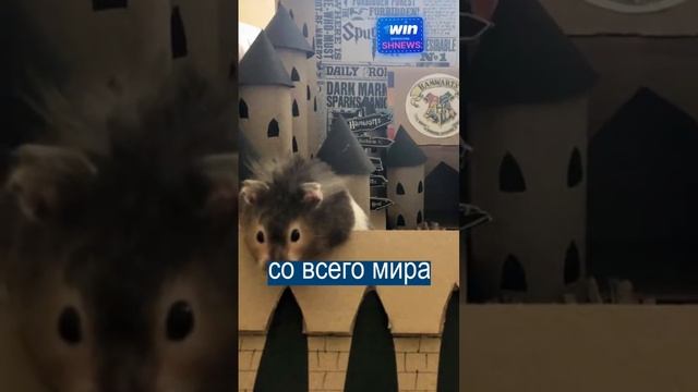 Как бретонка похоронила хомяка смотреть онлайн