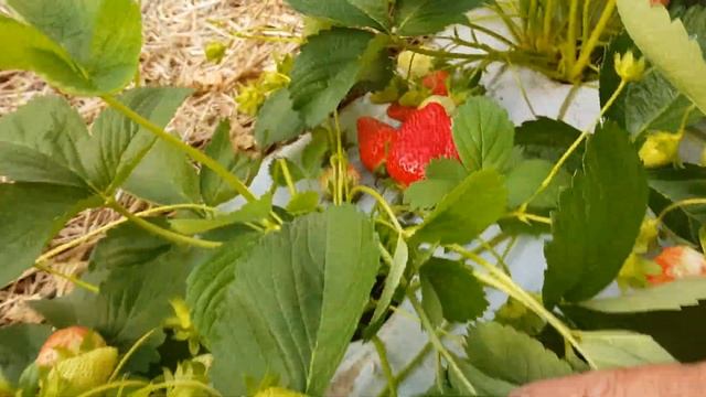 Обзор сортов клубники НСД Мурано Альбион смотреть онлайн