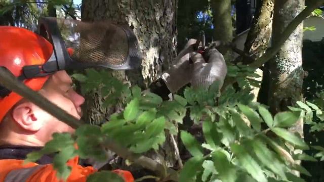 Снаряжение арбориста и подъем на дерево