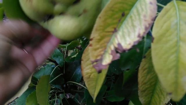 Колоновидная груша.Богатый урожай. смотреть онлайн