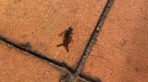 Сумашедшая сонная муха