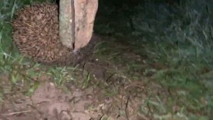 Очень злой ёж! Ёжик шипит и бодается! Приколы с животными!:)