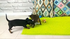 Той-терьер, Rusdian toy, собаки породы той терьер