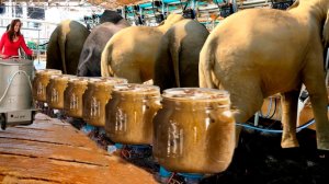 Как с Помощью Слонов Делают Самый Дорогой Кофе в Мире?