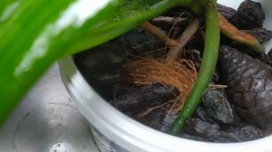 Ванда орхидея, мой полив в летнее время.