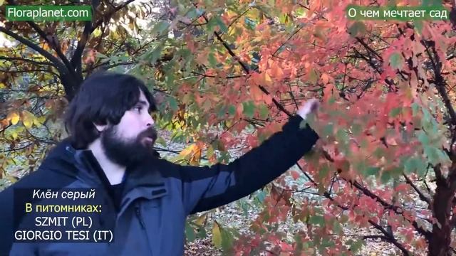 КЛЁН СЕРЫЙ В БОТ. САДУ СПБ? смотреть онлайн