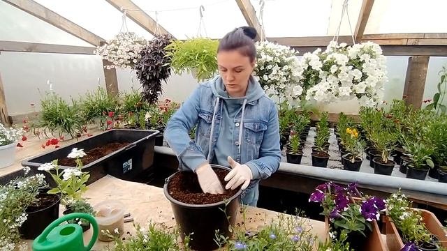 Садим цветочные композиции.