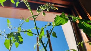 Влог. Выращиваю помидоры на подоконнике. Помидоры начали краснеть ?