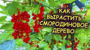 СМОРОДИНОВОЕ ДЕРЕВЦЕ ЧЕРЕЗ ГОД ПОСЛЕ ПОСАДКИ. ШТАМБОВАЯ СМОРОДИНА. СМОРОДИНА НА ШТАМБЕ.