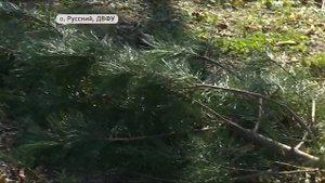 Корейские кедры поселились в Приморье