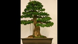 Acerola (Malpighia glabra)