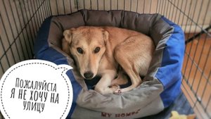 Маму Мори скоро придется вернуть на улицу