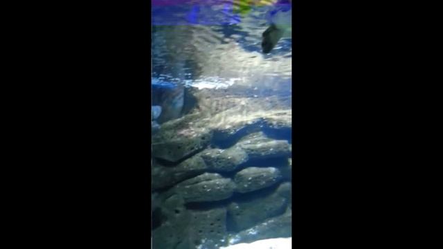 Морские черепахи в критском аквариуме