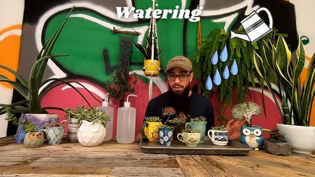 BEAR'S PAW PROPAGATION 3 WEEK UPDATE | Checking For New Roots and First Watering of Potted Cuttings смотреть онлайн