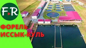 Бизнес на форели и туристах. Как выращивают форель на Иссык-Куле? Радужная и янтарная форель