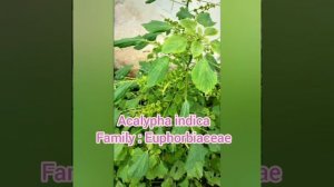 Common plants... Scientific name : Acalypha indica || Family : Euphorbiaceae || BD Botanist 2021