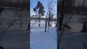 Бигль на охоте.