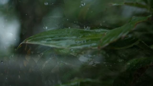 Почему существует так много РАЗНЫХ языков?
