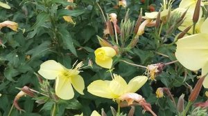 Невероятное чудо природы в Подмосковье! Вы такое видели? (Лунник желтый)