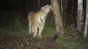 Символ 2022 года. Амурский тигр