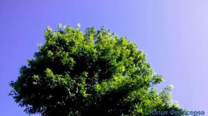 Июнь, синева, зелень и звезда по имени Солнце