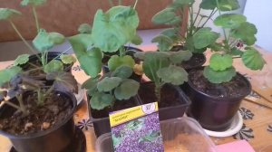 Гелиотроп -многолетнее растение.