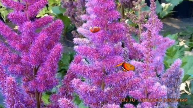 Астильба китайская Блэк энд Блу (black and blue) ? обзор: как сажать, саженцы астильбы Блэк энд Блу смотреть онлайн