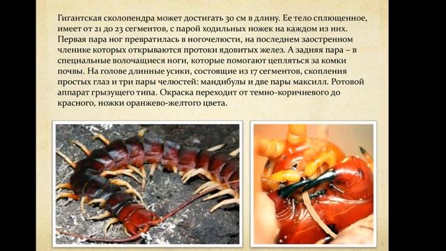 КТО ТАКАЯ ГИГАНТСКАЯ СКОЛОПЕНДРА