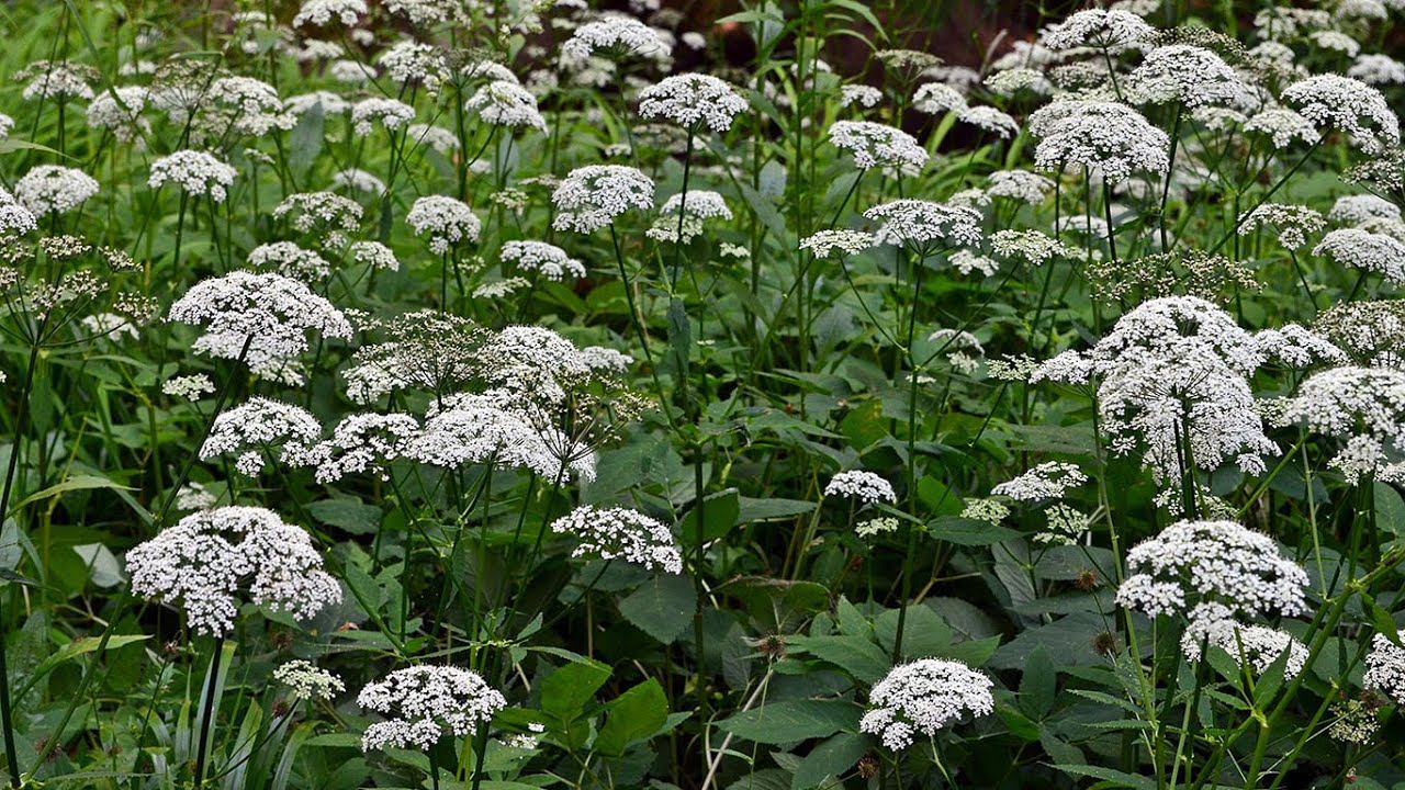 Кардаг (ТРАВА) - Сныть смотреть онлайн