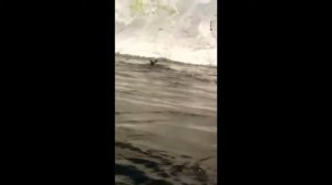 Медведь переплывает реку