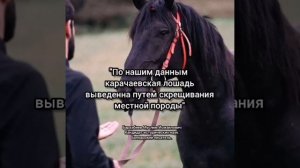 Карачаево Балкарские писатели о Кабардинской породе лошадей! #адыги #черкесы #кабарда #адыгэш