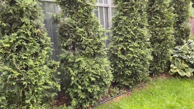 СМАРАГД ИЛИ БРАБАНТ? смотреть онлайн