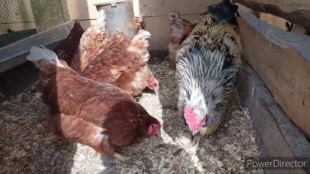 обед у кур!кроличье пополнение!как хранить инкубационное яйцо? Agriculture village life смотреть онлайн