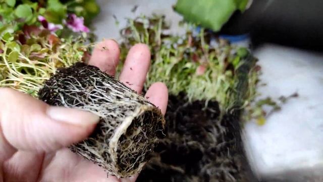 Лобелия. Пришла пора цветения. Деление разросшейся в стаканчиках Лобелии. смотреть онлайн