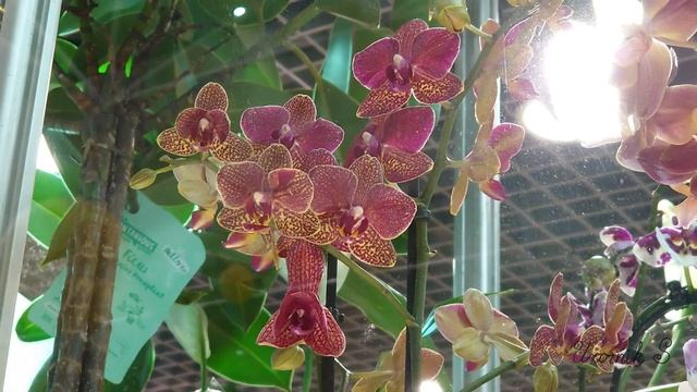 Центр фиалки ВДНХ. Обзор. Укорененные черенки пеларгоний, фуксий, фиалок. Орхидеи из Азии. 02.2021 смотреть онлайн