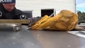 Рыба черт. схватила за руку