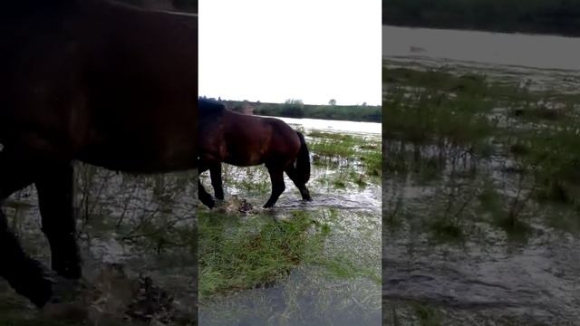 Фруго Бельгийская рабочая лошадь!?????