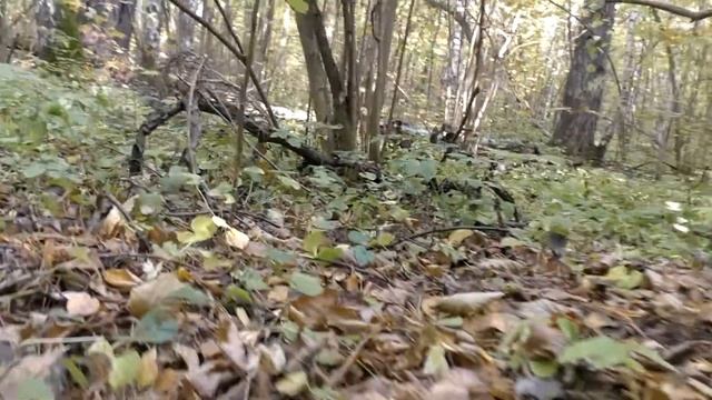 Доктор Шклов - По грибы 2. Боровецкий лес (X-Ray Dog – Fight for glory) смотреть онлайн