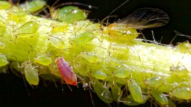 БРЫЗНУЛА ЭТИМ, ТЛЯ УШЛА НАВСЕГДА, МУРАВЬИ И ДРУГИЕ ВРЕДИТЕЛИ ТОЖЕ ИСЧЕЗЛИ! смотреть онлайн