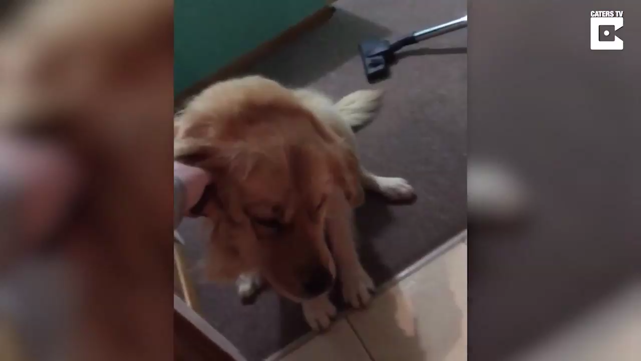 Собака боится кухонной плитки смотреть онлайн