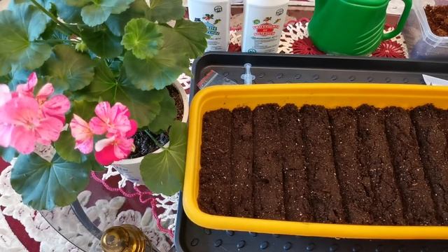 Посев лука Эксибишен в 2021году. смотреть онлайн