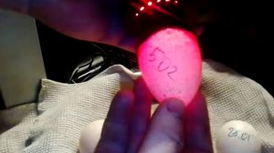 Овоскоп.Просвечивание яиц и определение оплодотворенности и развития яйца