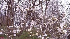 Перевернул перо и наловил карася на удочку. Рыбалка на карася весной с поплавком из пера.