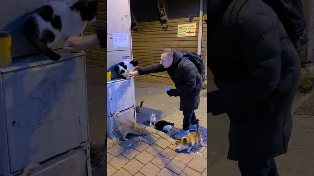 Бродячие котики Стамбула